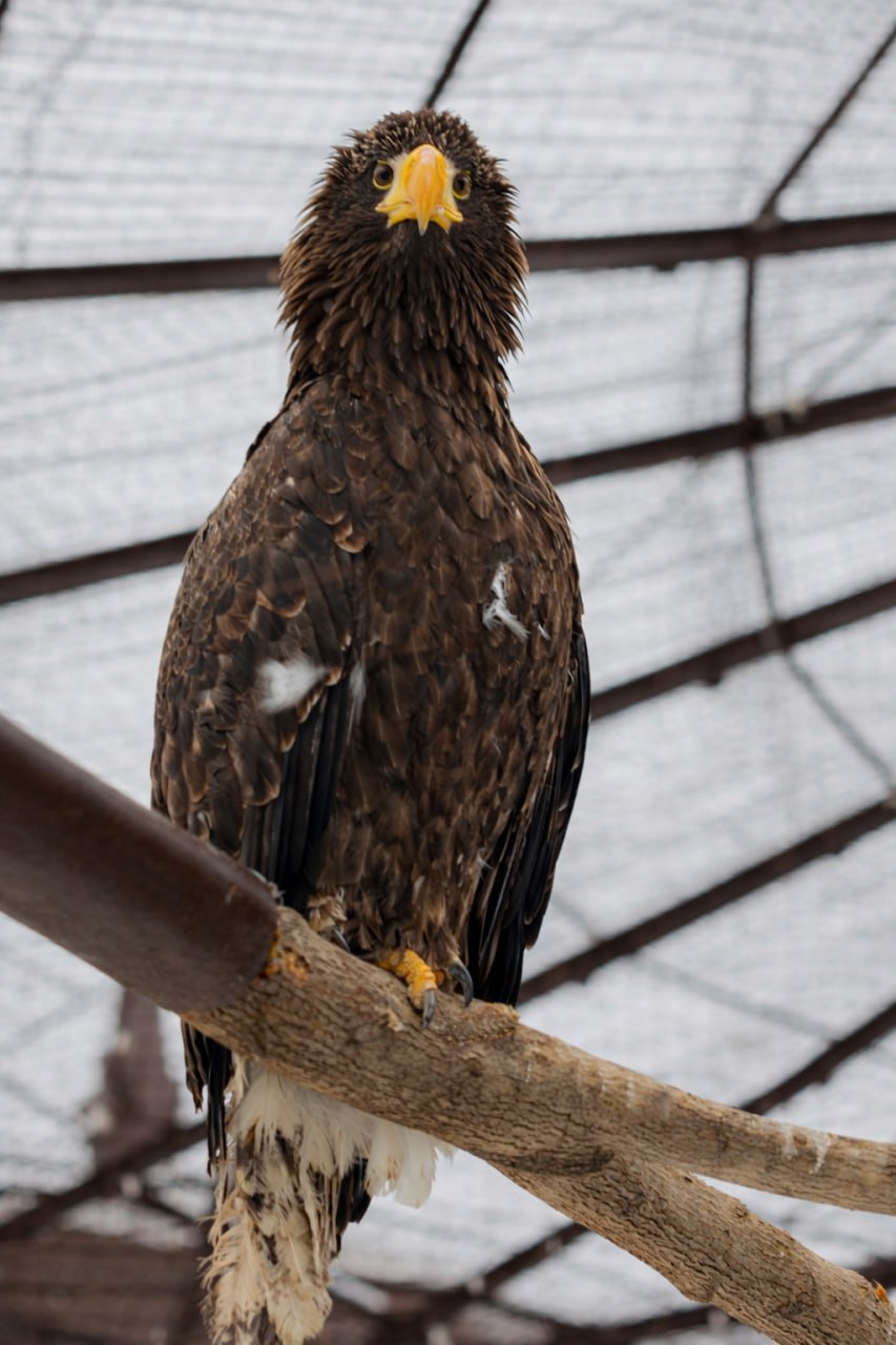 В Екатеринбургском зоопарке создадут новую генетическую линию белоплечих орланов (ФОТО)