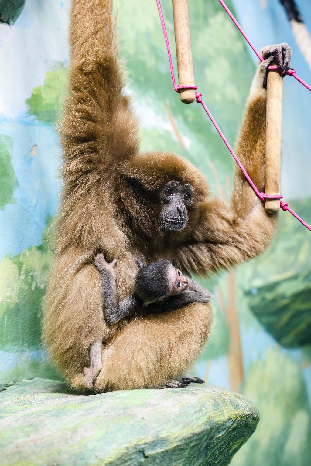 В семье белоруких гиббонов в зоопарке пополнение (ФОТО)