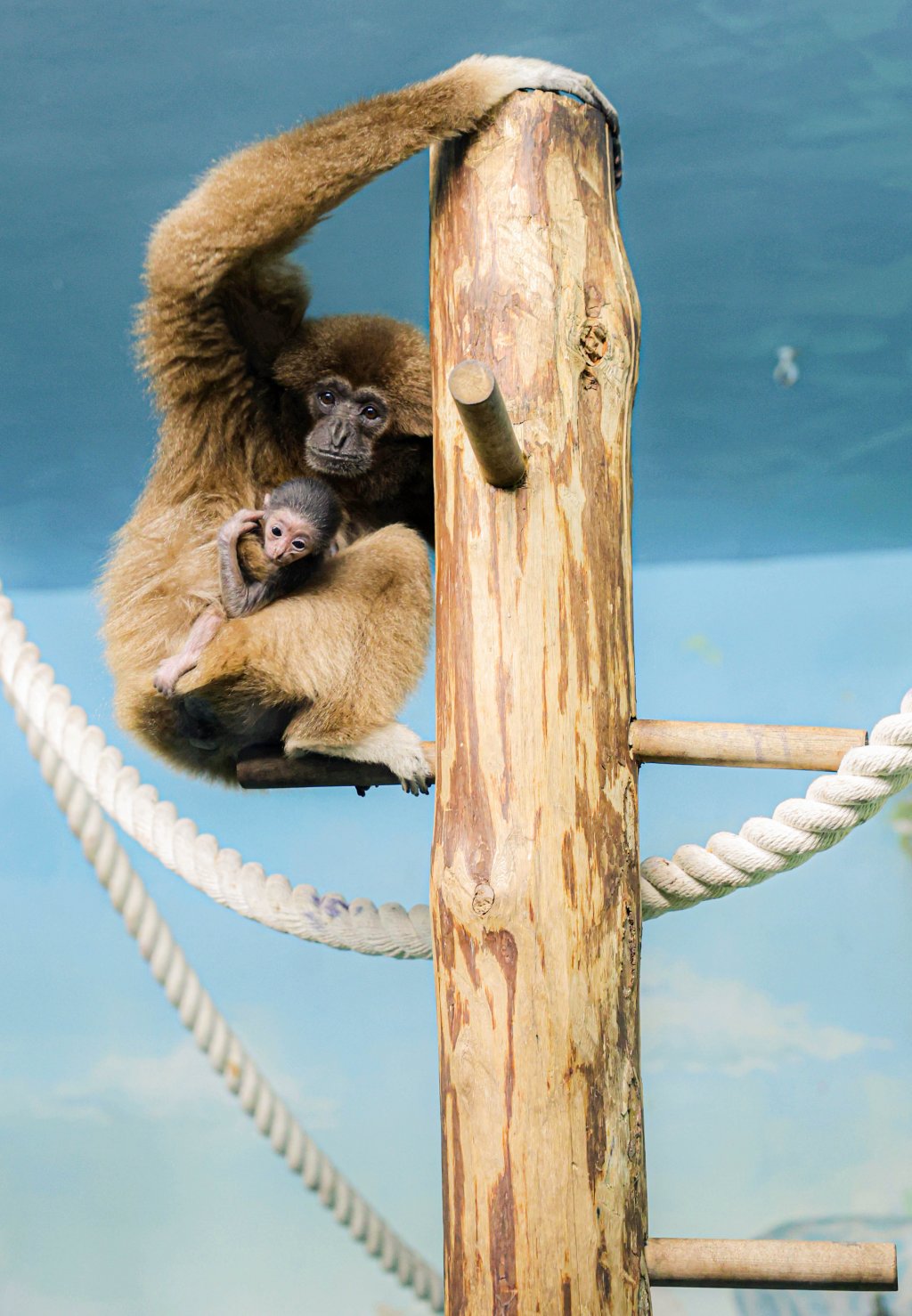 В семье белоруких гиббонов в зоопарке пополнение (ФОТО)