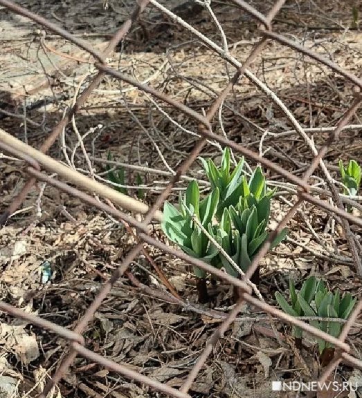 В центре Екатеринбурга проклюнулись тюльпаны и горный лук