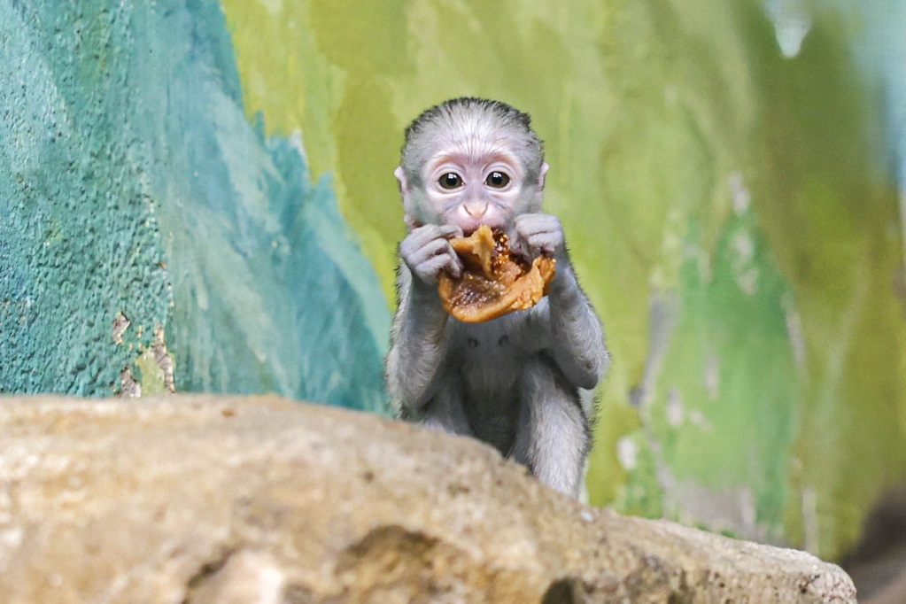 Зоопарк объявил конкурс на лучшее имя для детеныша зеленых мартышек (ФОТО)