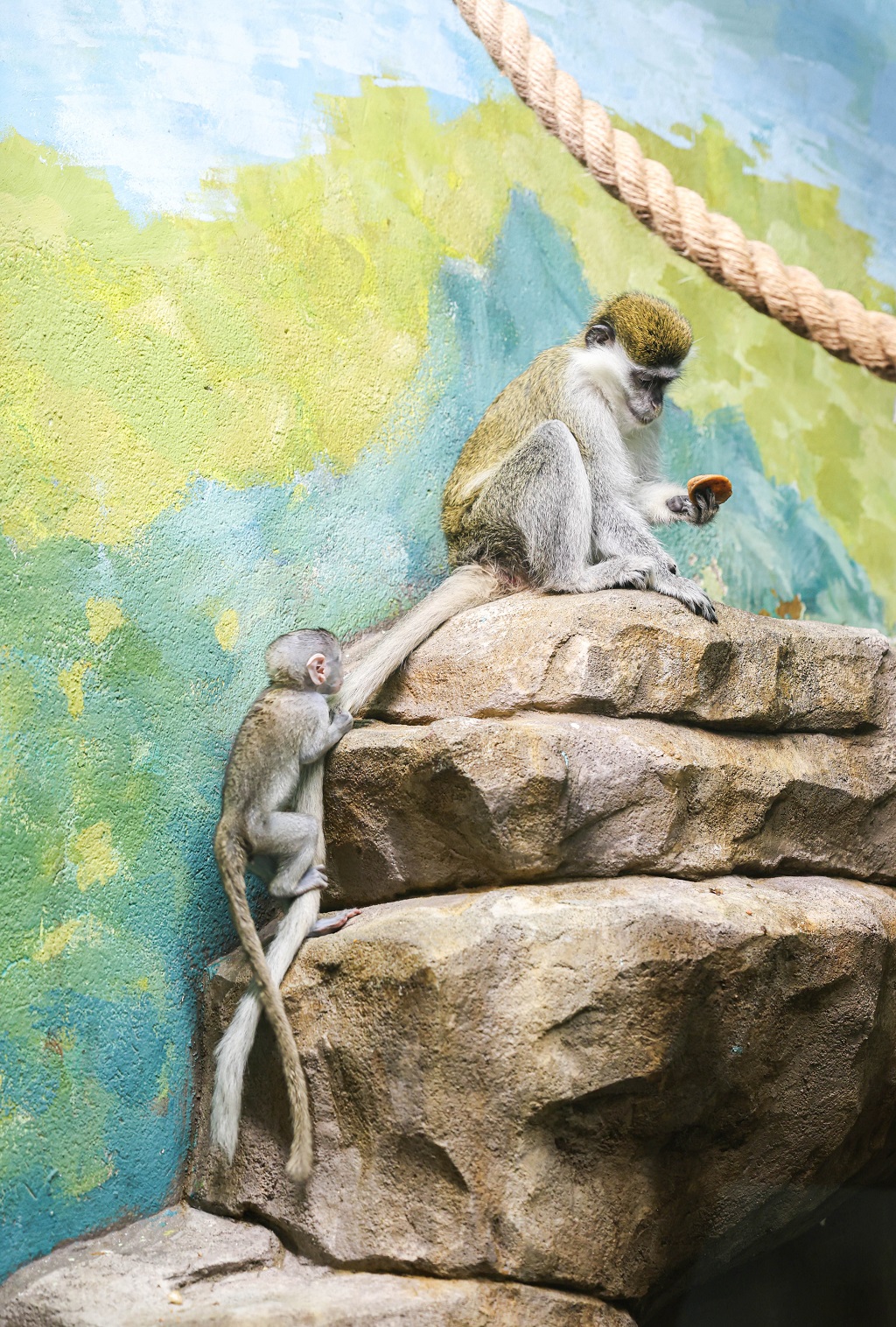 Зоопарк объявил конкурс на лучшее имя для детеныша зеленых мартышек (ФОТО)