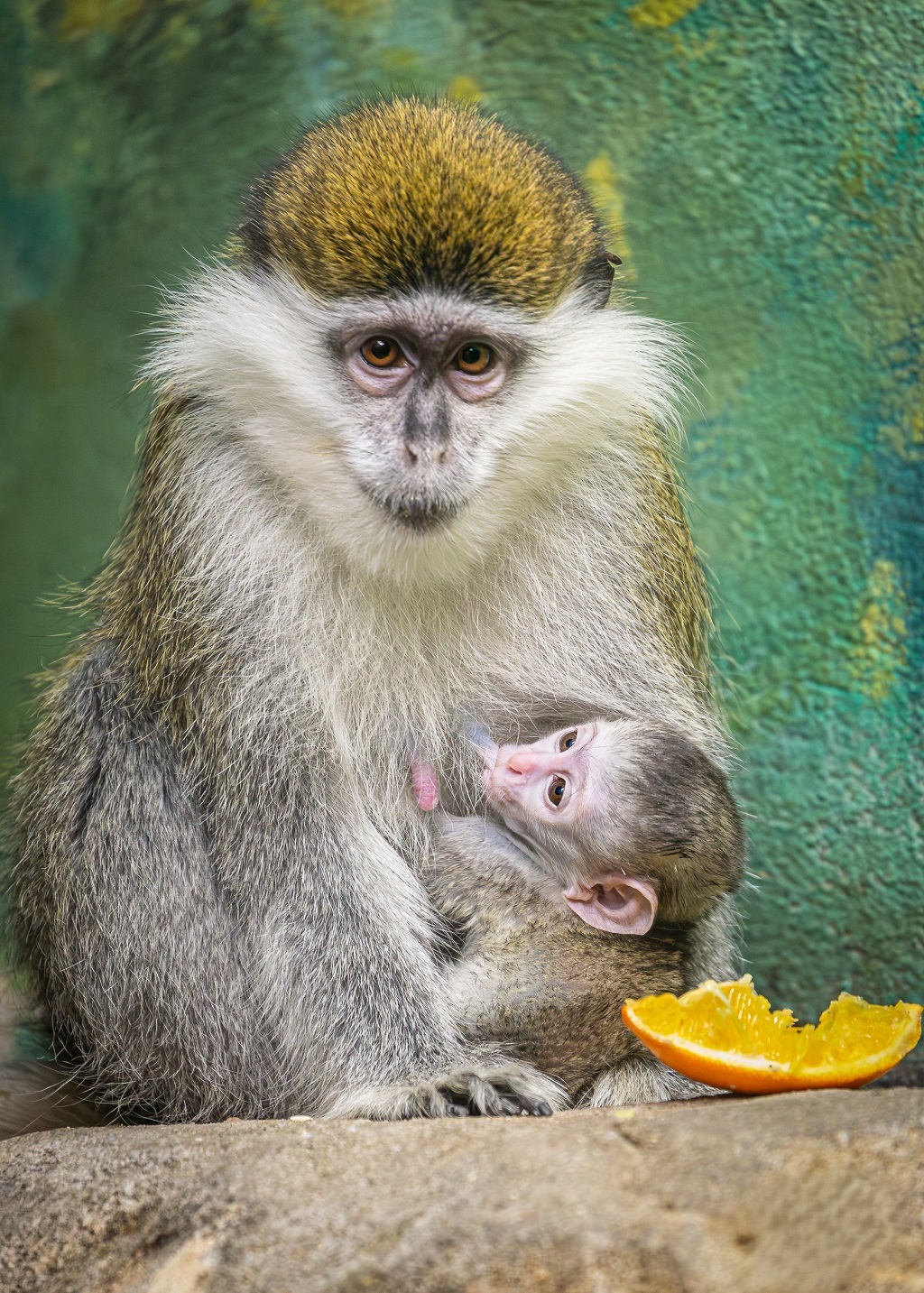 Зоопарк объявил конкурс на лучшее имя для детеныша зеленых мартышек (ФОТО)