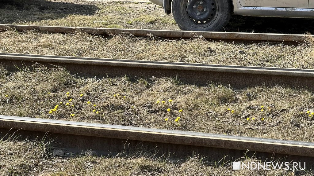 В Екатеринбурге появились первые полевые цветы (ФОТО)