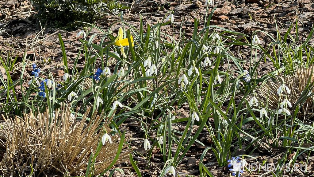 Подснежники и крокусы. В Екатеринбурге зацвели первоцветы