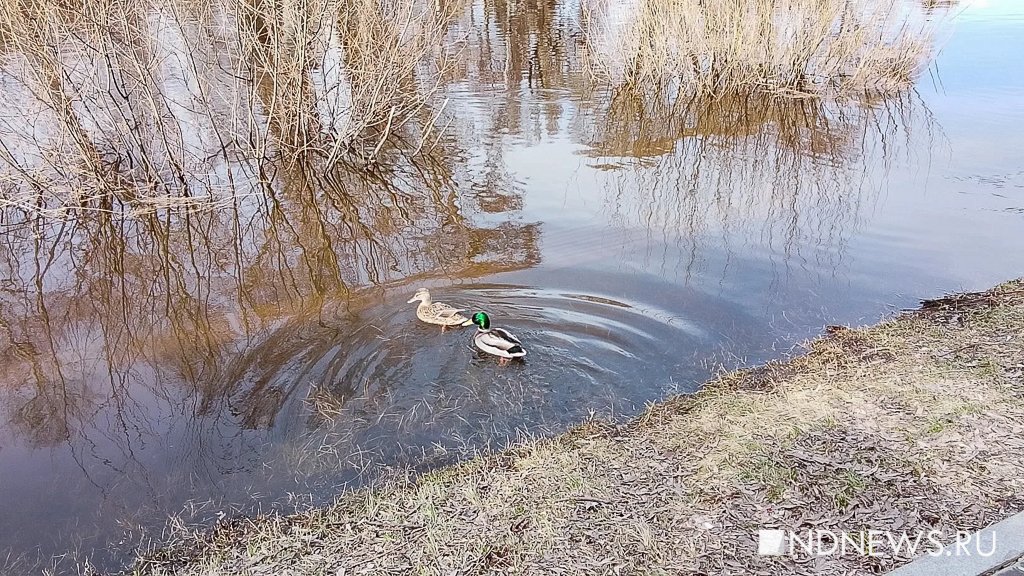 В центре Екатеринбурге Исеть вышла из берегов (ФОТО)
