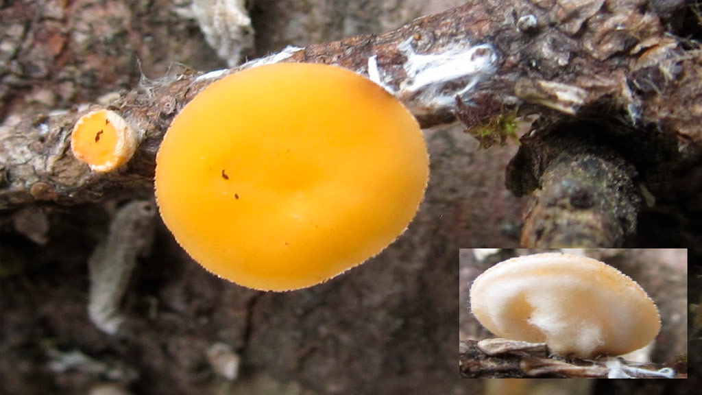 В Челябинской области уже начался грибной сезон