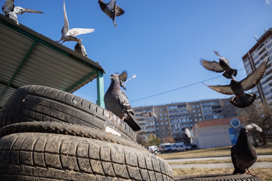 Власти обвинили рынки и шиномонтажки в создании свалок во дворах – они свозят свой мусор на чужую территорию