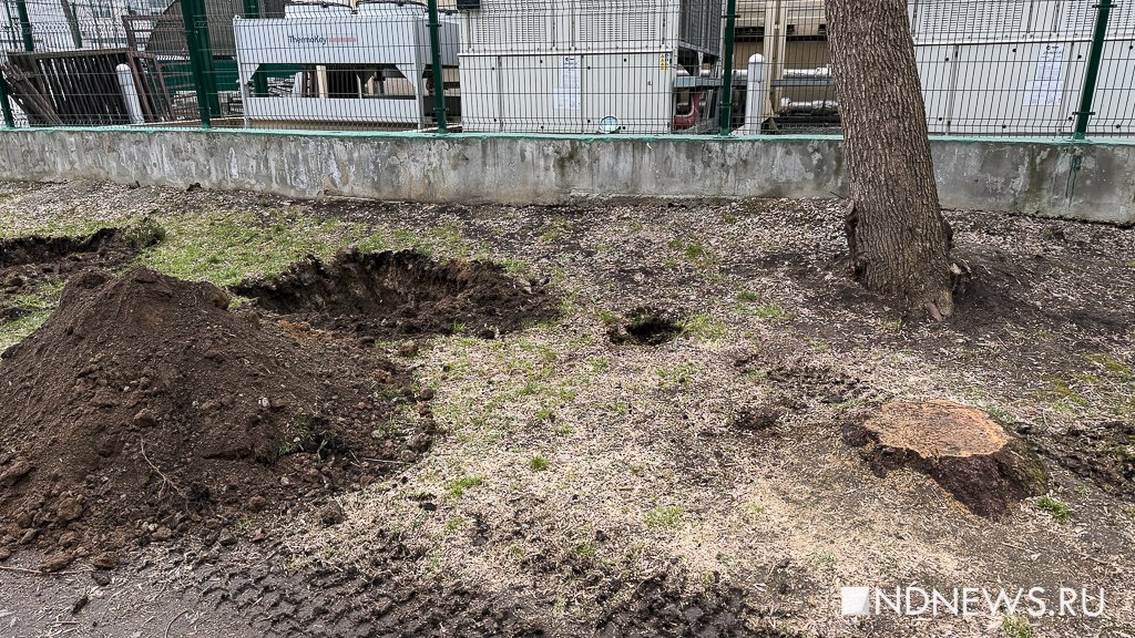 На Урале начали борьбу с американскими кленами