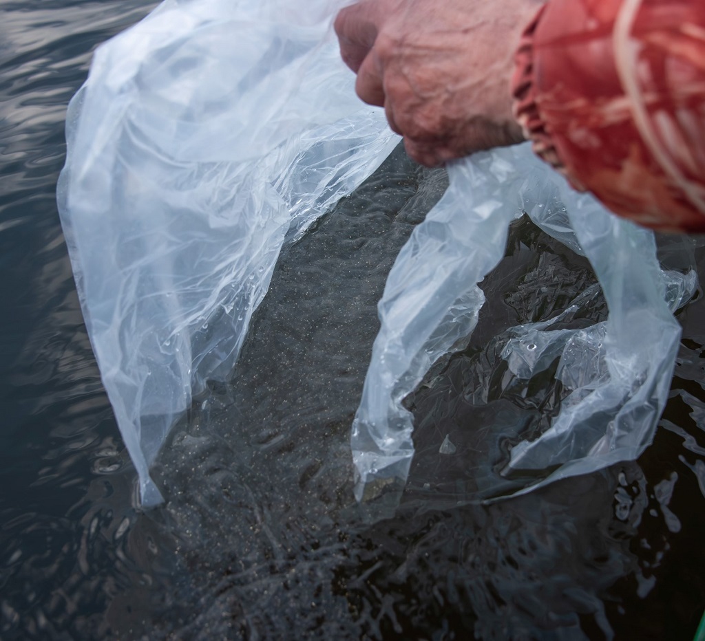 В Нижне-Качканарское водохранилище выпустили 3,3 млн мальков сиговых – проводится интересный эксперимент