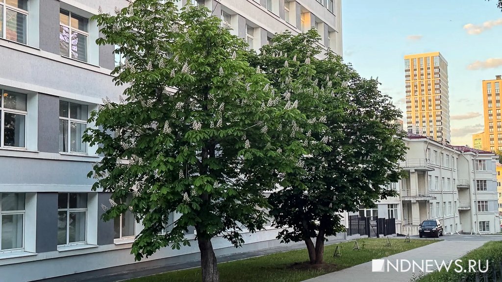 В Екатеринбурге зацвели каштаны (ФОТО)